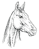Vector clipart: Horse portrait 25