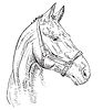 Vector clipart: Horse portrait 27