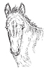 Vector clipart: Horse portrait 28