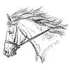 Vector clipart: Horse portrait 30