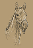 Vector clipart: Horse portrait brown 24