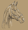 Vector clipart: Horse portrait brown 27
