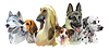 dog breeds