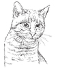 Vector clipart: hand drawing cat 