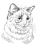 Vector clipart: hand drawing cat 