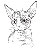 Vector clipart: hand drawing cat 