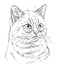 Vector clipart: hand drawing cat 