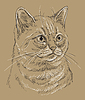 Brown cat portrait  | Stock Vector Graphics