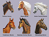 Set of portraits of horses breeds 