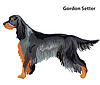 Colored decorative portrait of Dog Gordon Setter