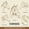 Set of hand drawing horses  | Stock Vector Graphics