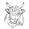 Vector clipart: Head of strong bull hand drawing