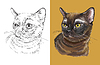 portrait of cute Burmese cat