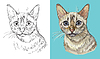 Vector clipart: portrait of Snow bengal cat