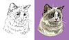 Vector clipart: portrait of fluffy Ragdoll cat