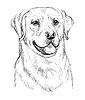 Labrador retriever dog hand drawing portrait