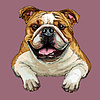 Vector clipart: Bulldog dog hand drawing portrait color
