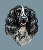Spaniel dog hand drawing portrait color