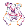 Englische Bulldogge Farbkonturporträt | Stock Vektrografik