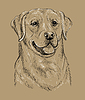 Labrador retriever dog hand drawing brown