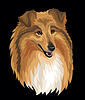 Collie dog color