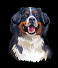 Bernese mountain dog color