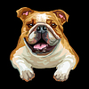 Vector clipart: Bulldog dog color