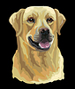 Labrador retriever dog color
