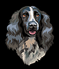 Spaniel dog color