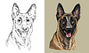 hand drawing dog Belgian shepherd monochrome and