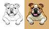 hand drawing dog bulldog monochrome and color