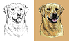 hand drawing dog labrador retriever monochrome and