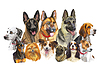 Vector clipart: Realistic dogs of different breeds