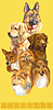 Vertical poster of different dogs breeds yel