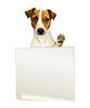 Empty banner with jack russell terrier dog