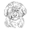 Vector clipart: Barbet hand drawing dog