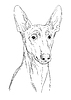 Pharaoh Hound Handzeichnung Hund | Stock Vektrografik