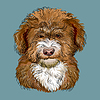 Vector clipart: Barbet hand drawing dog color