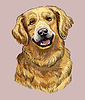 Golden Retriever hand drawing dog color