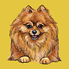 Pomeranian hand drawing dog color