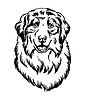 Australian Shepherd dog black contour portrait