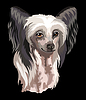 Portrait of Chinese Crested dog