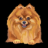Portrait of Pomeranian dog