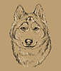 Vector clipart: Siberian Husky hand drawing dog brown
