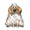 Netter Clumber Spaniel Hund Charakter lustige Karikatur | Stock Illustration