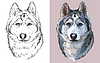 Siberian Husky dog portrait