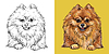 Pomeranian dog portrait