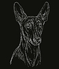 Gravur Pharaoh Hound auf schwarzem Hintergrund | Stock Vektrografik