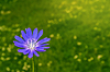 Flores brillantes de achicoria. naturaleza | Foto de stock