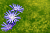 Flores brillantes de achicoria. naturaleza | Foto de stock